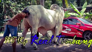 Download Lagu Real Timbang‼️ Suryo Mengolo Sapi Termahal Di kebumen 180 Jt pindah ke gunungkidul MP3