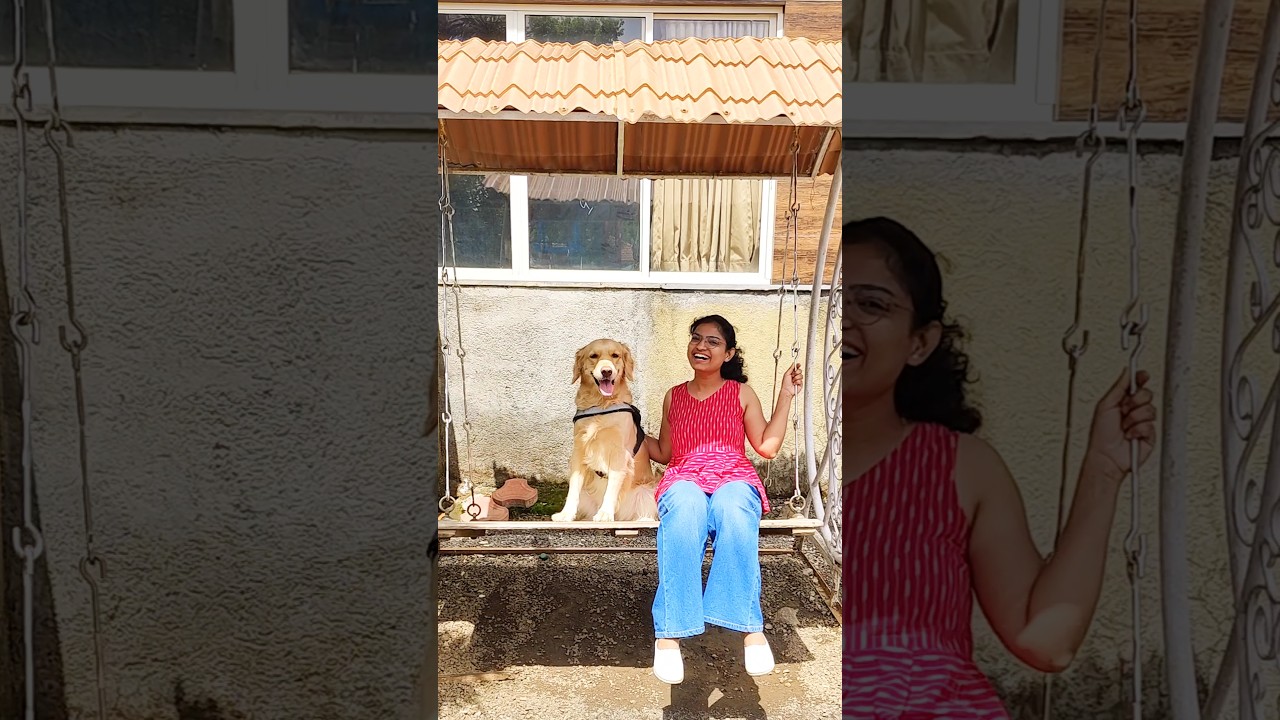 My dog enjoys sitting on swing❤️