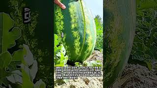 싱싱한 왕수박 수확의 순간 #worker #process #fruit #nature #satisfying