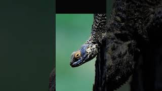 Dikenli keler (Laudakia stellio #keşfetbeniöneçıkar #keşfetteyiz #keşfet #animal #animalshorts