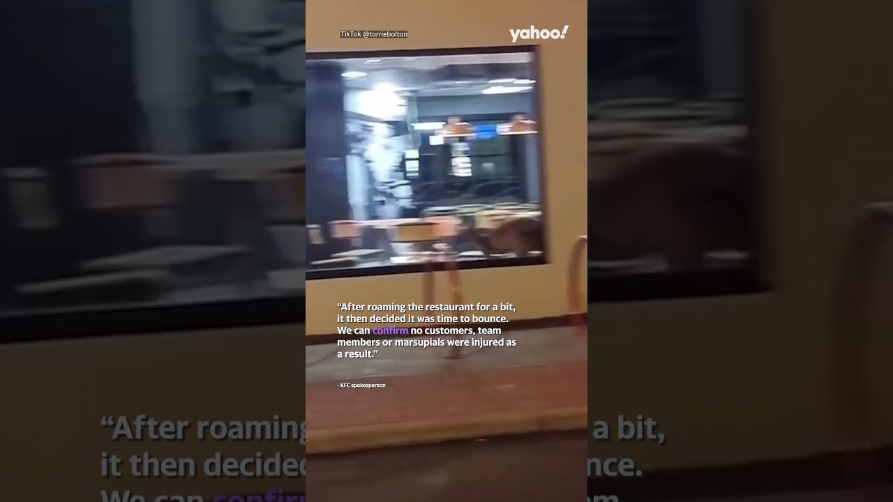 ‘That’s Australia for ya’: Kangaroo seen jumping around KFC store as customer eats | 