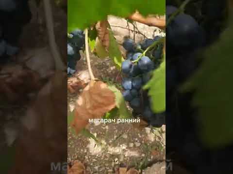 Video: Vīnogas Citron Magarach: šķirnes apraksts