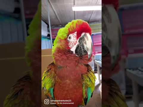 Cute Parrot Macaw Parrot Shorts Subscribe Youtube Cute Parrot Macaw Parrot Shorts Subscribe Youtube