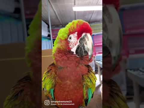 Cute Parrot Macaw Parrot Shorts Subscribe Youtube