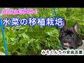 【家庭菜園】間引いて食べるなんてもったいない！水菜を増やす移植栽培。