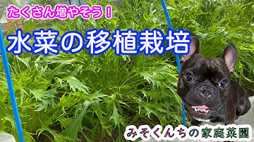 移植栽培 Youtube