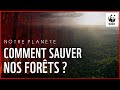 Notre plante  comment sauver nos forts 