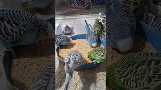 #birds #blackfacebudgie #phonkagressive #budgies #parrot #ihavethisthingwithplants #birdsounds