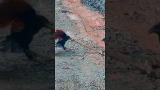 BRUTAL BIRD ! Coucal Kill Snake Part 16 #videoviral snake #coucal #burungbubut