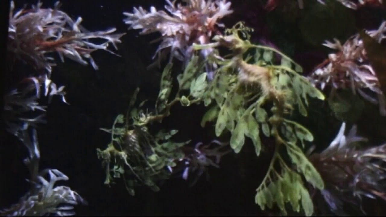 razones perservacionistas para proteger la biodiversidad - YouTube