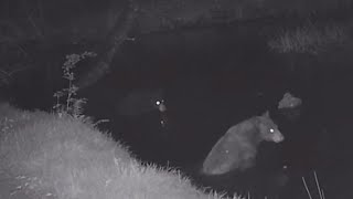 Bear sightings increase in parts of Northern California