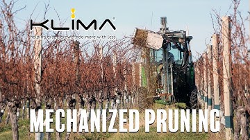 Mechanized Table Grape Pruning With the Klima pruner