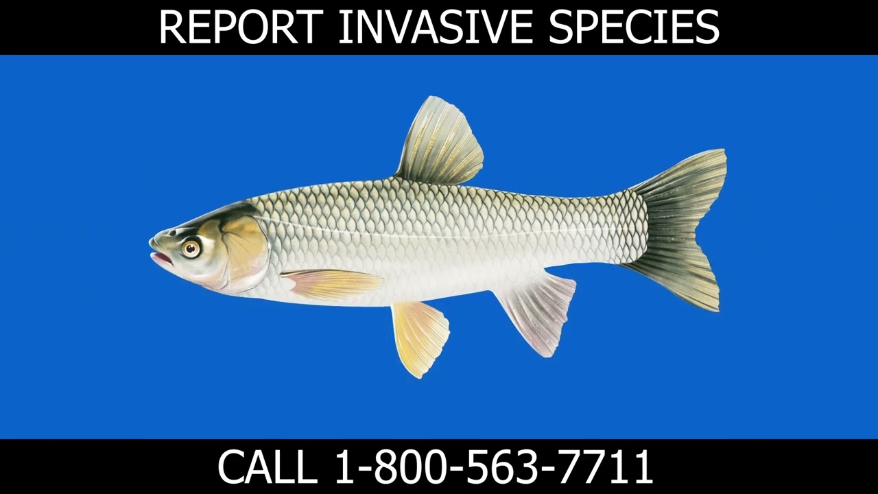 Hunters: Report Grass Carp!