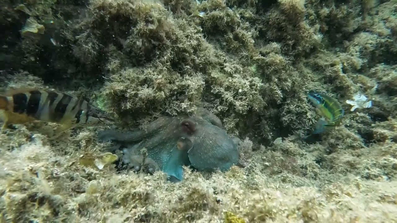Octopus encounter