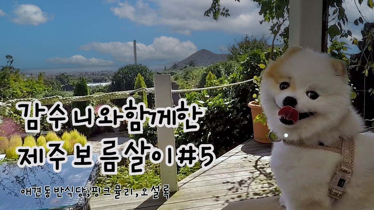 제주보름살이 #5 감수니와함께한 애견동반식당 핑크뮬리 오설록(Caption Selectable)