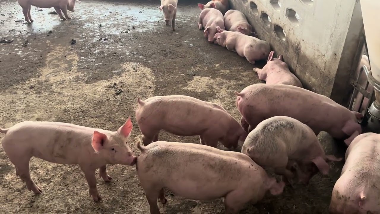 เลี้ยงหมู 2 เดือนตัวใหญ่ขนาดไหน