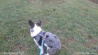 Squirrel Interrupts Corgi's Pooping by Love Wags A Tail 1,316 views 4 months ago 38 seconds
