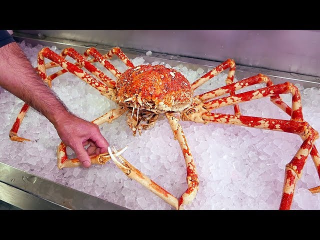 Japanese Spider Crab Eating