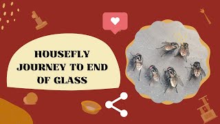 Housefly Journey Time Lapse