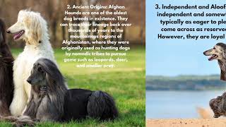 5 Facts About Afghan Hounds