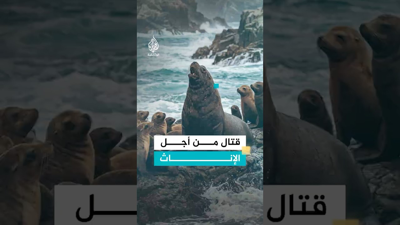 قتال من أجل الإناث على سواحل باتاغونيا