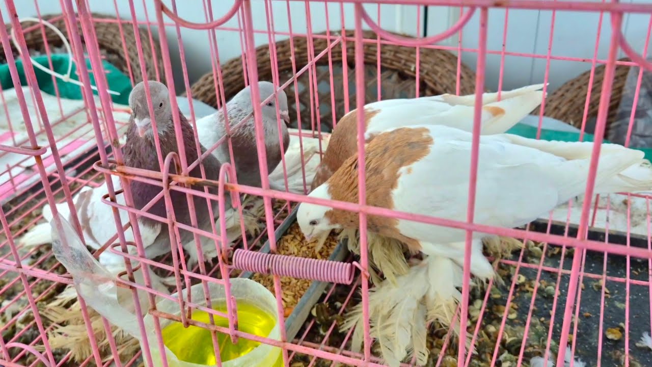 Карантин новым Голубям. Зимний набор голубей. #голуби #кептер