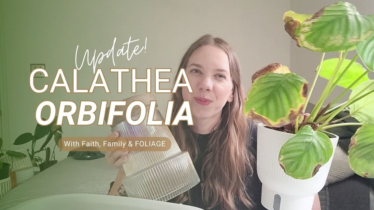 calathea löcher im blatt Tipps zur Pflege deiner Pflanze : Calathea orbifolia – PflanzenFuerAlle