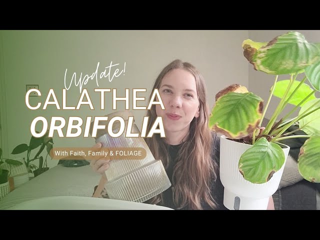 efeu zimmerpflanze gesund Zimmerefeu kaufen | Hedera Helix Wonder