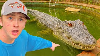Ho scoperto un alligatore in uno stagno abbandonato!