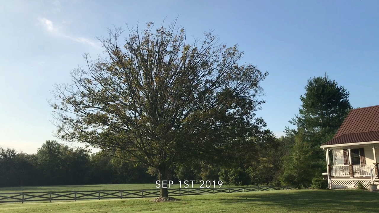 Tree Removal using the GRAPPLE Pt 1  Wish it hadn’t come to this.