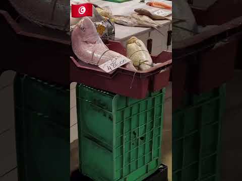 شنوا شعورك وانتي تحوس في بلاد العربي سوسة