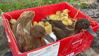 Amazing Pekin Duckling Hatching From Eggs - Cute Baby Duck