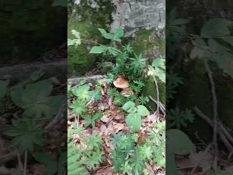 Мухоморы в лесу #мухоморы #грибы #кмв #железноводск #россия #mushrooms