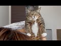 家猫歴2年半の元ボス猫と迎える朝はこんな感じ