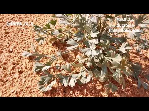 نبات الحزا النوع الثاني   