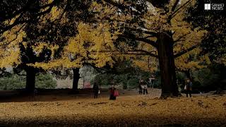 奈良公園で黄葉したイチョウが絨毯に