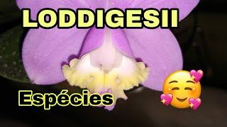 As Cattleyas Loddigesii Espécies Tipo, Punctata E Trilabelo Valeu A Pena Esperar É Perfeita