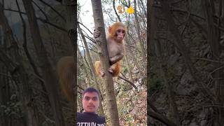 nought monkey