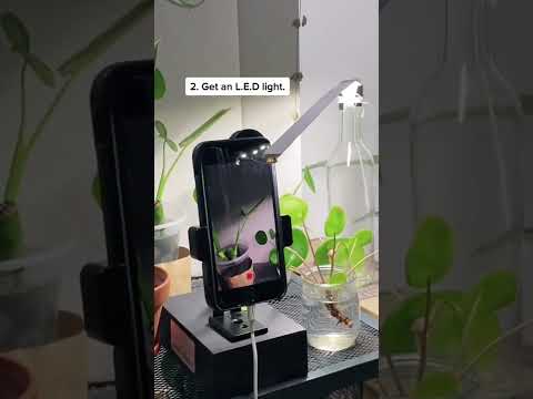 How To Time Lapse Video Plants The Easy Way 2022 #shorts