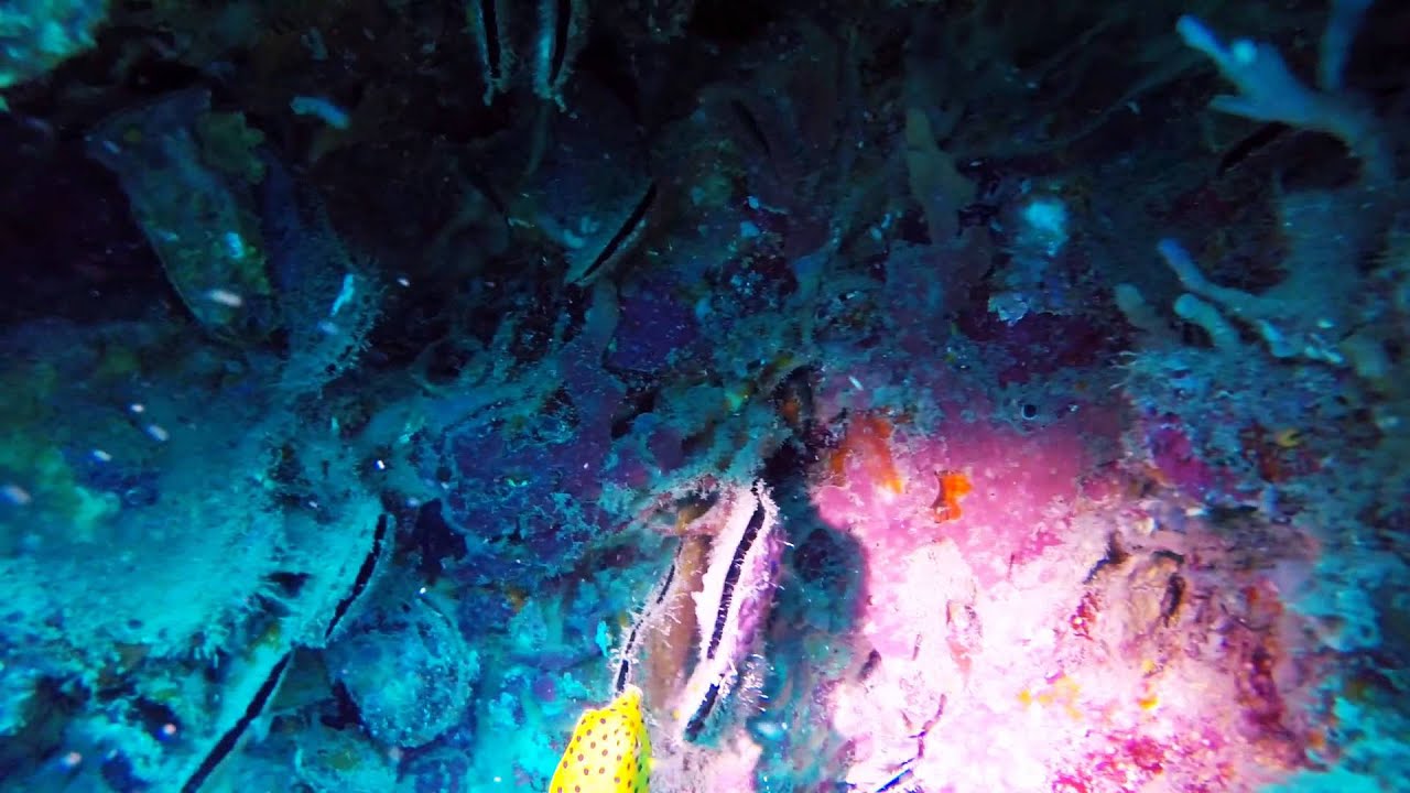 Yellow Box Puffer Fish Diving Phuket