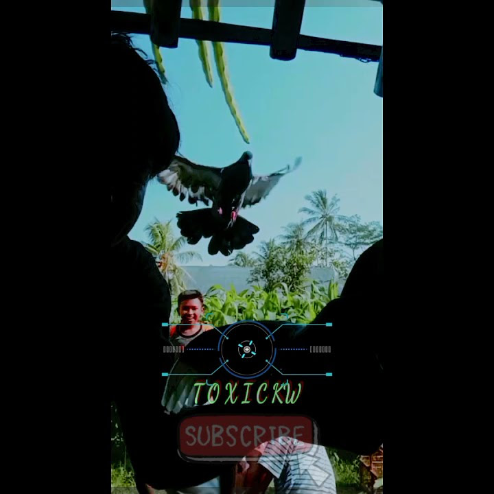 cocok buat story wa burung merpati #shorts