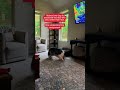 The dog that’s afraid of thunder #funny #funnyanimal #youtube #funnydog #dog