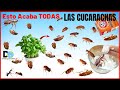 Las CUCARACHAS Desaparecerán para siempre cuando uses Esto | Insecticidas Caseros Cucarachas