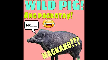 WILD PIG//BABOY DAMO//ANG PAGKATAY at MAGKANO BA??