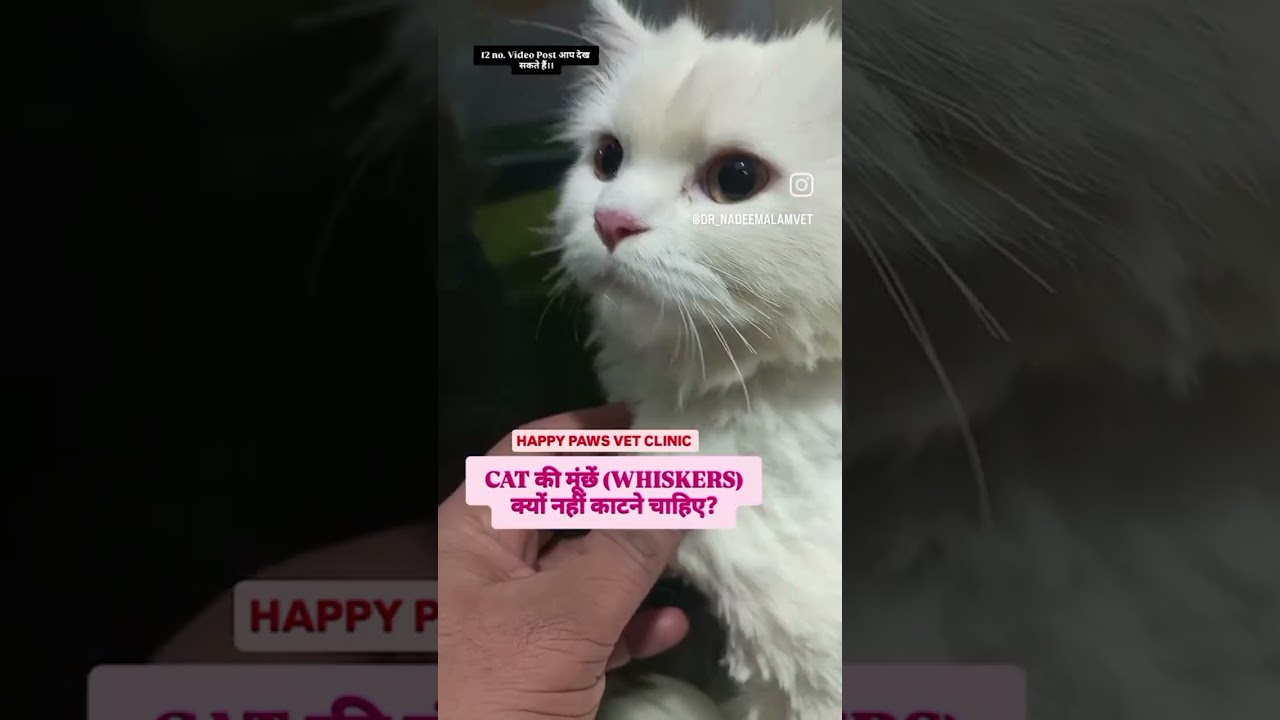 Cat ke whiskers trim na kare,, happy paws vet clinic ghaziabad Shalimar garden extension 8354057755