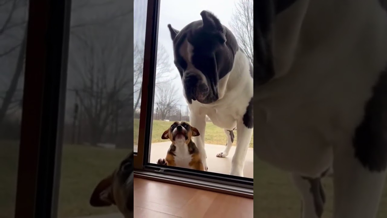 Big Dog Didn’t Even React 😂, 