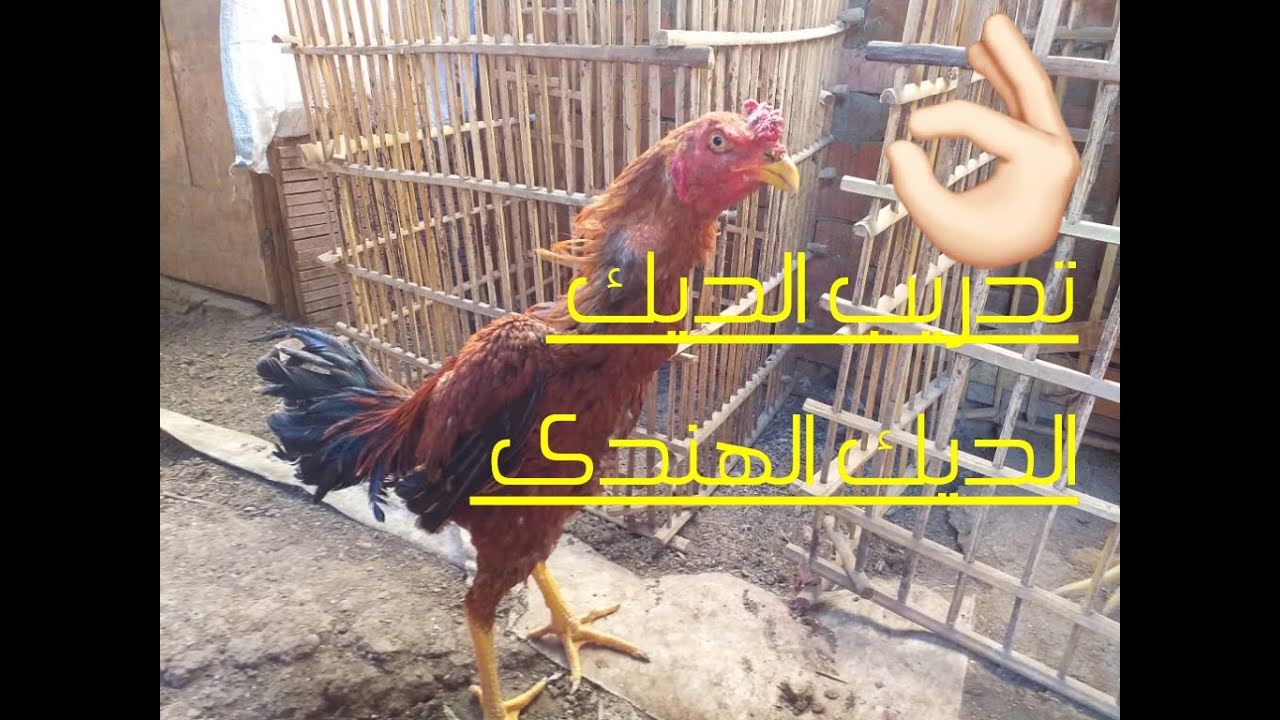 كلام مهم جدا عن تدريب الديك الهندى في ال 21 يوم تحضيره والإجابة عن أهم  أسئلة بخصوص الديوك الهندي