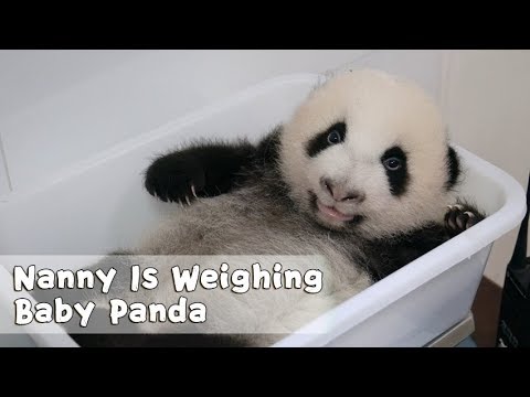 nanny-is-weighing-baby-panda-|-ipanda