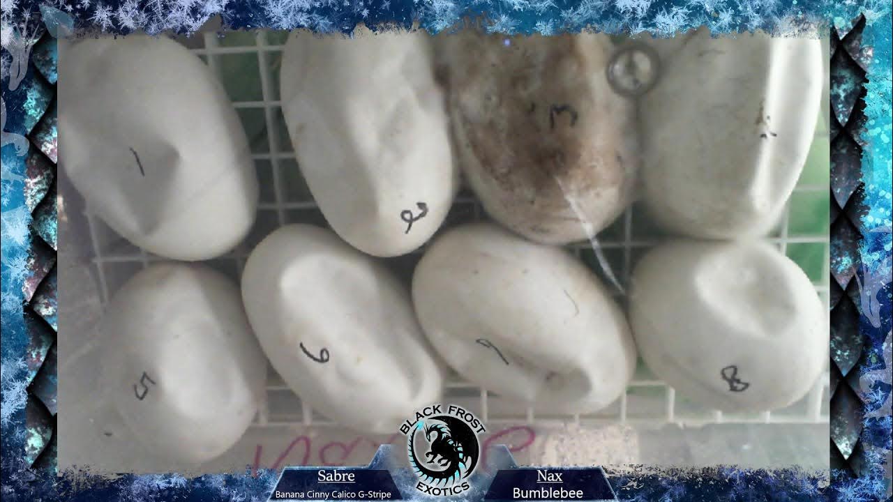 Ball Python Hatch Cam - YouTube