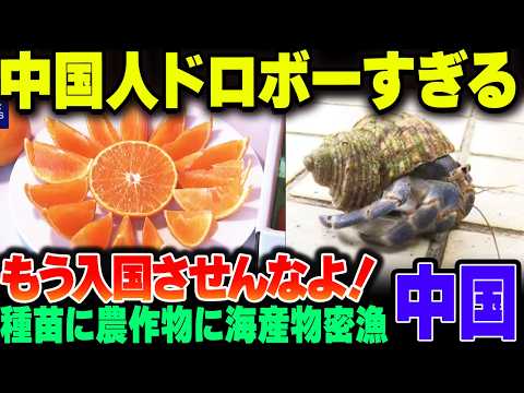 【出禁にしろ】中国人、日本の種苗に農作物、天然記念物密漁とやりたい放題【ゆっくり解説】